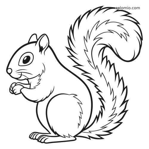 Rysunkowa ruda i szara wiewiórka siedzi wyprostowana, ma duży puszysty ogon i małe łapki, w prostych czarnych konturach.