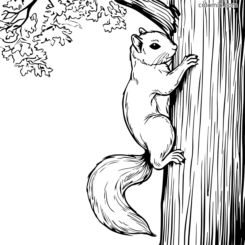 Eekhoorn Kleurplaat Coloring Ardilla Scoiattolo Squirrel Colorare 