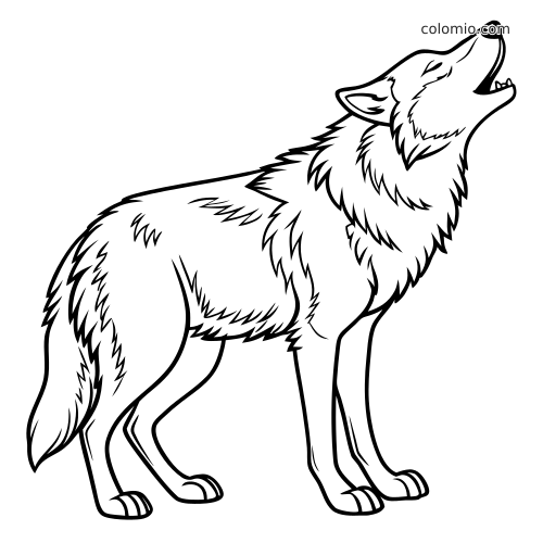 Zwart-witte kleurplaat van een boze wolf die staat met opgeheven kop en omhoog huilt, met ruige vacht.