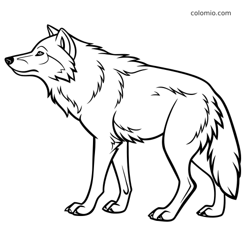 Zwart-witte lijntekening van de boze wolf in zijaanzicht, staand met dikke vacht en een rustige uitdrukking.