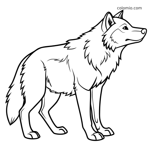 Een gedetailleerde lijntekening van een staande wolfhond met ruige vacht, lange poten en een volle staart.