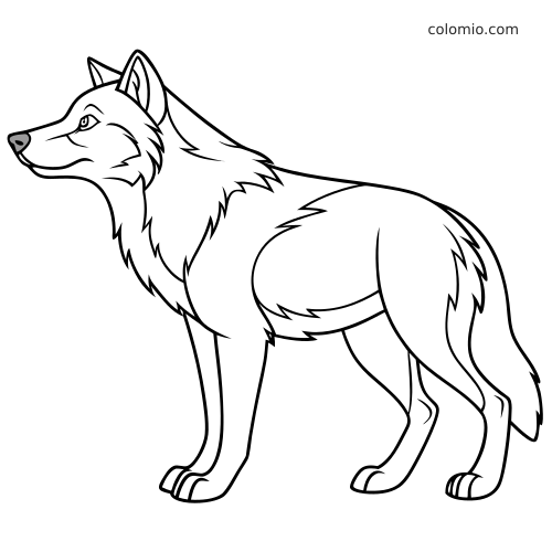 Eenvoudige lijntekening van een husky-wolfhybride in zijaanzicht, met een volle nekkraag en pluimstaart.