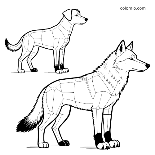 Zwart-witte kleurplaat met een gedetailleerd anatomisch schema van een hond en een wolf, met lichaamsvlakken en gewrichtsmarkeringen.