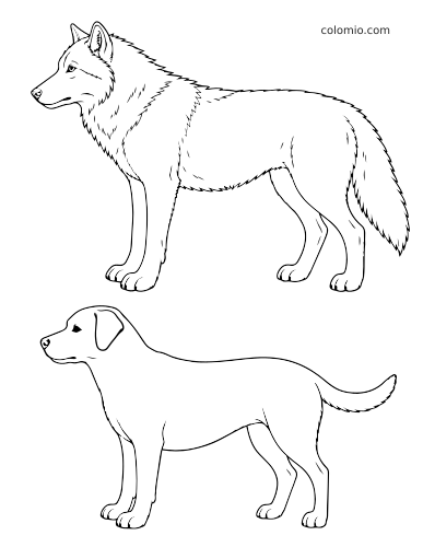 Zwart-witte vergelijking in zijaanzicht van een wolf bovenaan en een hond onderaan, met hun lichaamsvormen en contouren.