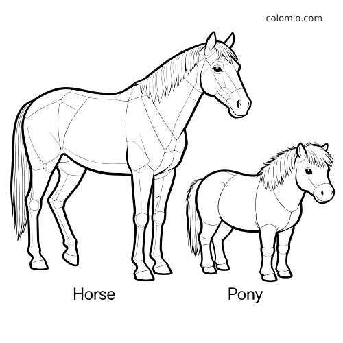 Comparaison en noir et blanc d’un cheval et d’un poney, avec des lignes simples indiquant leurs proportions anatomiques côte à côte.