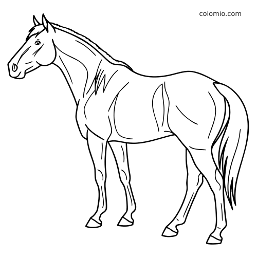 Dessin au trait simple d’un quarter horse debout, vu de profil, avec une posture calme et des contours nets.