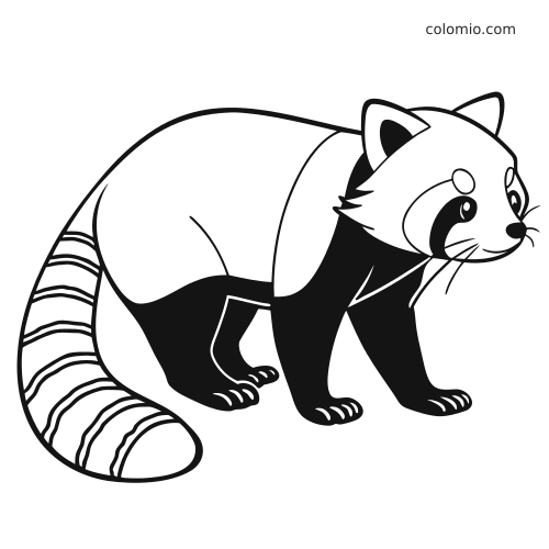 Un panda rosso realistico visto di lato, con coda ad anelli, muso arrotondato e contorni neri ben definiti.