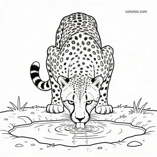 A cheetah seen from the front bends down to drink from a small watering hole in a clean black-and-white line drawing.