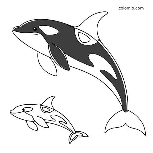 En enkel svart-hvitt-illustrasjon av en stor spekkhogger som svømmer med en mindre kalv under seg.