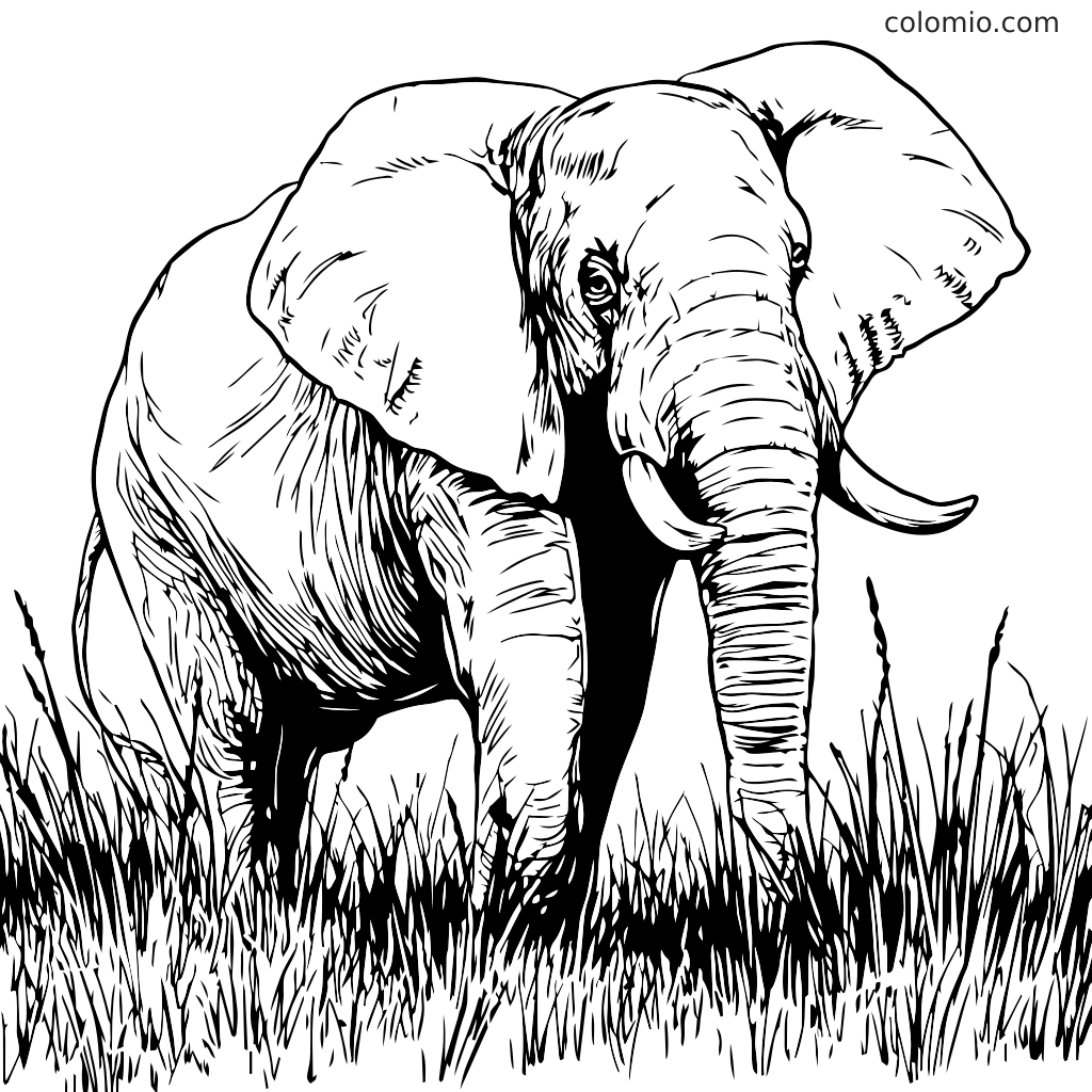 En detaljerad svartvit kontur av en elefant som står i gräset, perfekt för att färglägga.