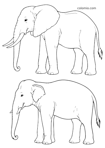 Dois elefantes realistas em perfil mostram a comparação entre o elefante africano e o elefante asiático.