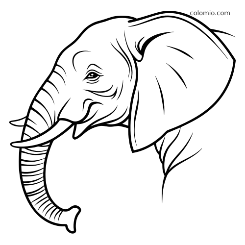 Retrato em preto e branco da cabeça de um elefante de perfil, com tromba curvada, uma presa visível e orelha grande à frente.