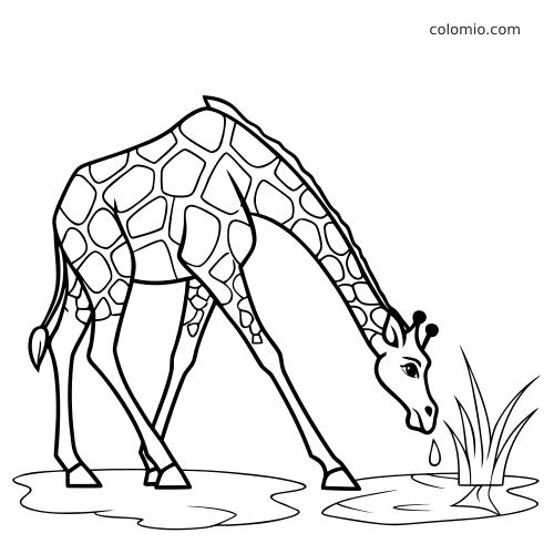 Żyrafa pochyla długą szyję i pije wodę przy wodopoju obok kępy trawy na prostym czarno-białym rysunku.