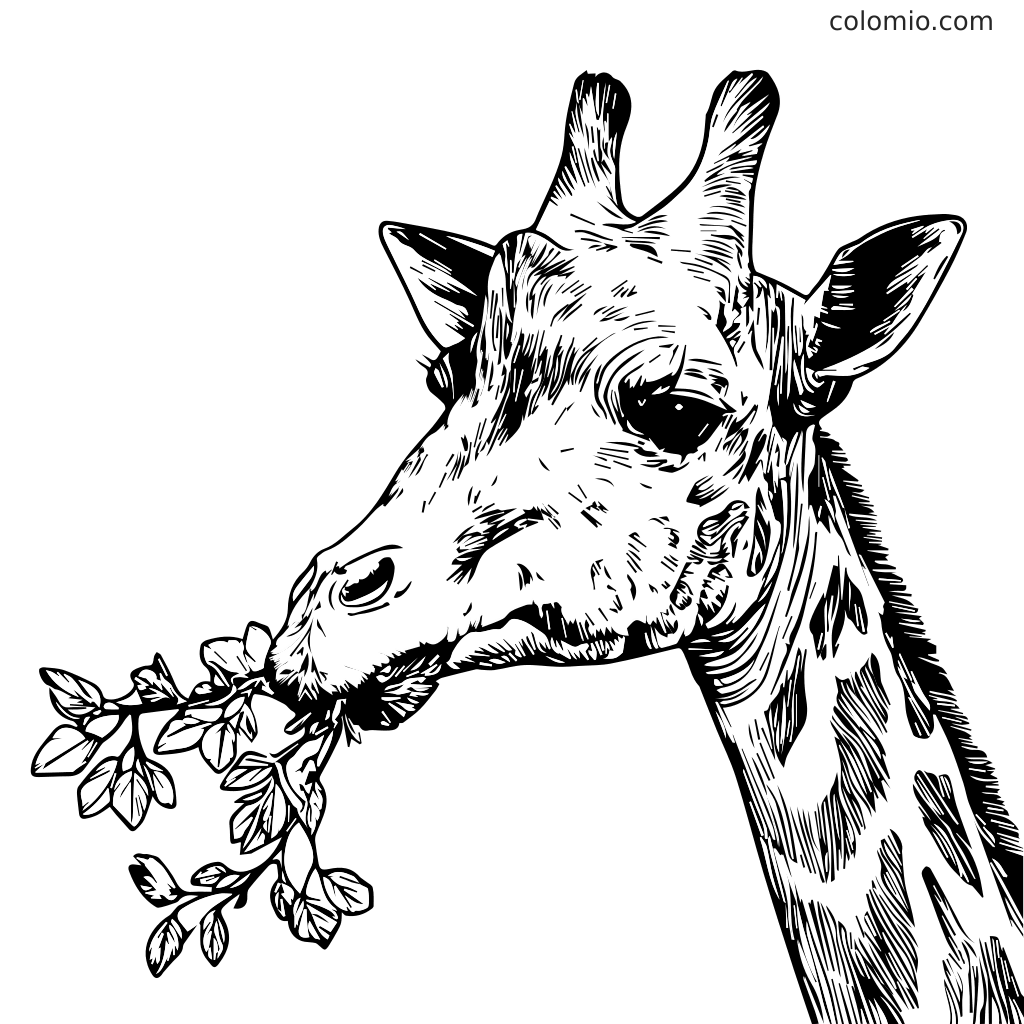 Yksityiskohtainen viivapiirros giraffin päästä, joka syö lehtiä, täydellinen väritettäväksi.