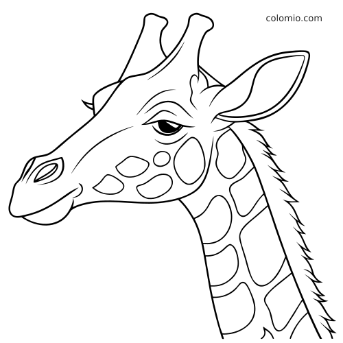 Prosty portret głowy żyrafy z profilu, z dużym uchem, krótkimi różkami i wyraźnymi plamami na szyi.