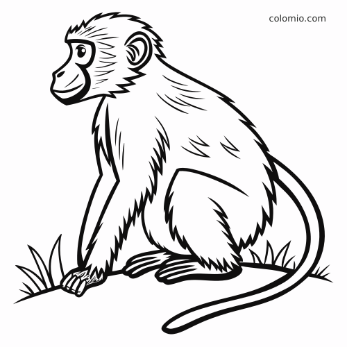 Un babbuino in bianco e nero seduto di profilo sull'erba, con coda lunga e ricurva e pelo ben visibile.