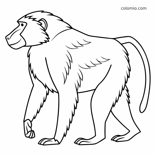 Contorno in bianco e nero di un babbuino che cammina visto di lato, con pelo folto e lunga coda ricurva.