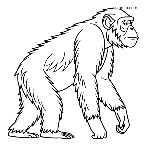 Uno scimpanzé realistico visto di profilo, con pelo folto, in piedi su quattro zampe in un contorno in bianco e nero.