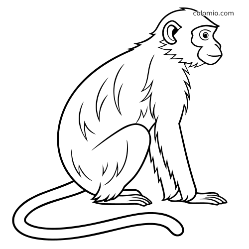 Disegno con il contorno semplice di una scimmia seduta di profilo, con pelo arruffato e lunga coda appoggiata a terra.