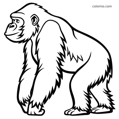 Un gorilla in stile cartone animato, visto di profilo mentre si gira a guardare indietro, con contorni neri marcati e pelo folto.