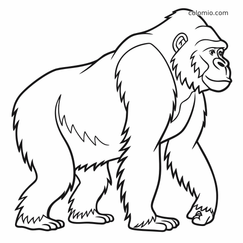 Illustrazione in bianco e nero di un gorilla visto di lato, in piedi su quattro zampe, con contorni semplici e corpo massiccio.
