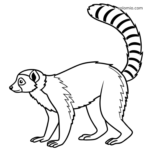 Un lemure visto di lato con pelo arruffato e lunga coda curva a strisce, disegnato con contorni neri semplici.