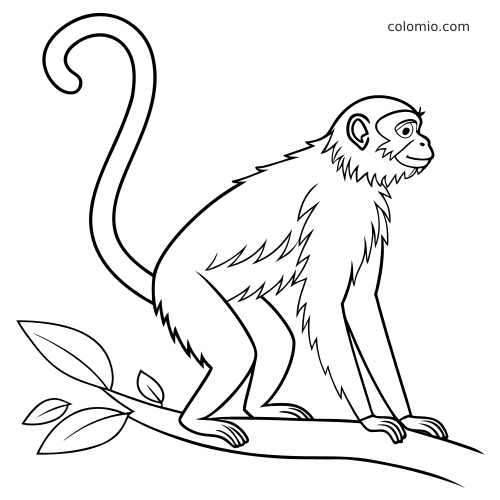 Semplice disegno al tratto di una scimmia ragno seduta su un ramo d'albero, con lunga coda arricciata e alcune foglie.