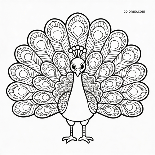 Front-facing Indian peacock with a wide mandala-pattern tail fan and detailed feather shapes in black and white.