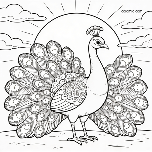 A peacock stands with its tail fully fanned in front of a large sunset, drawn in clean black-and-white line art.