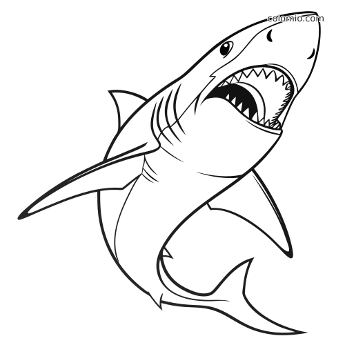 Svart-hvitt illustrasjon av en detaljert hai sett forfra med vidåpen munn, synlige skarpe tenner og kroppen vinklet oppover.