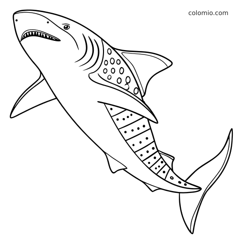 Et detaljert omriss av en hvalhai som svømmer diagonalt, med gjellelinjer, prikker og mønstrede markeringer på halen.
