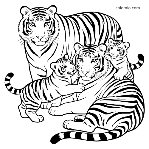 A realistic tiger family coloring page showing two adult tigers with two playful cubs gathered closely together.