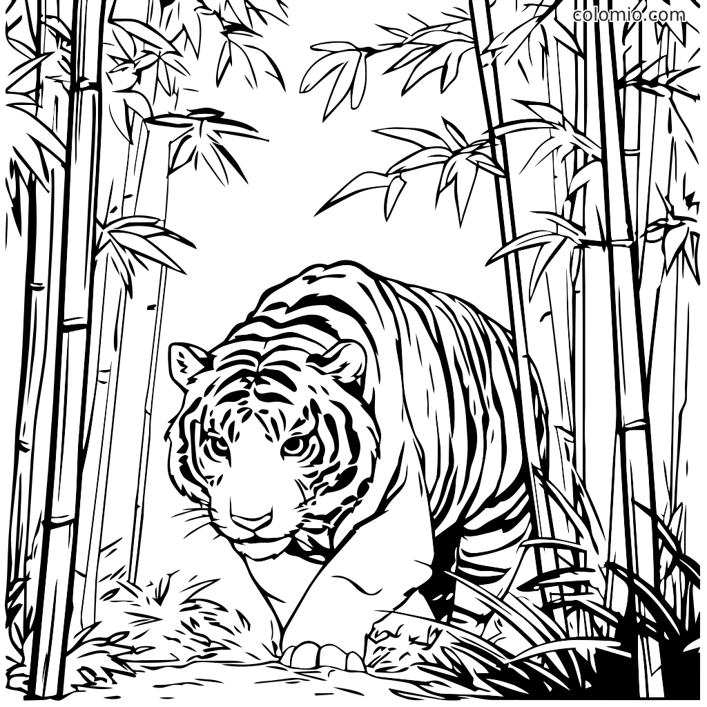Yksityiskohtainen värityssivu tiikeristä, joka kävelee bambumetsässä, täydellinen lapsille.