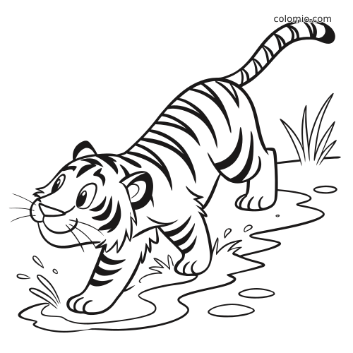 A cute cartoon tiger walking through shallow water, with splashes, puddles, and grass drawn in bold black outlines.