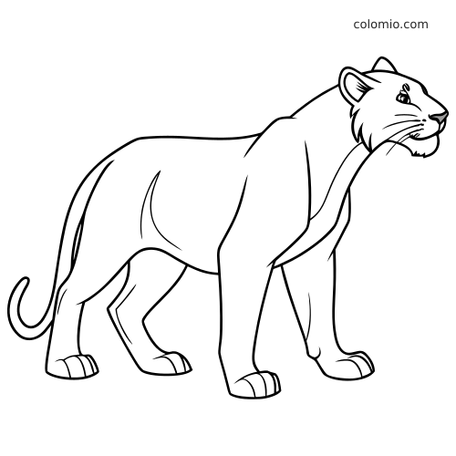 A simple line drawing of a white tiger standing in side view, with clean outlines and very few stripe details.