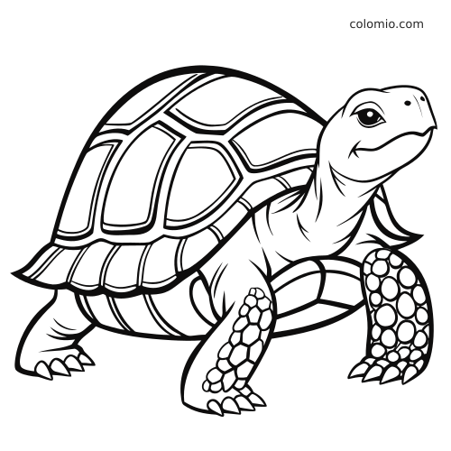 Ilustração em traços de uma tartaruga terrestre vista de perto, com casco detalhado, patas texturizadas e rosto sorridente.