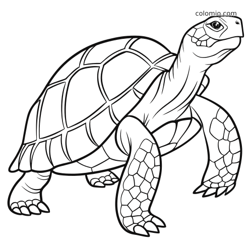 Desenho em preto e branco de uma tartaruga-gigante-de-galápagos em close, com casco grande e patas escamosas detalhadas.