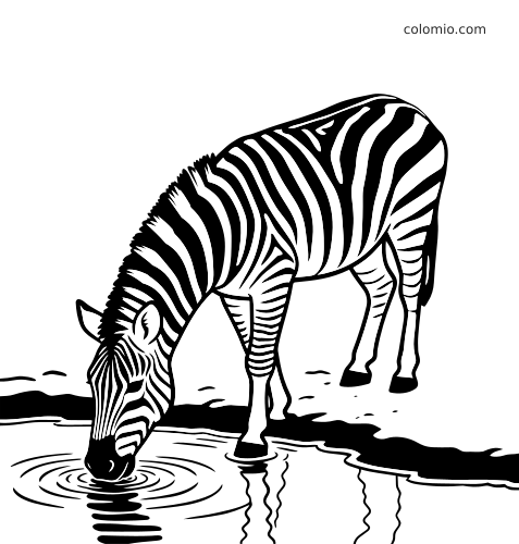 Un zèbre détaillé baisse la tête pour boire à un point d’eau, avec ses rayures marquées, la berge et des ondulations.