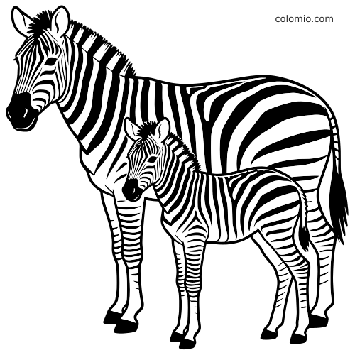 Une mère zèbre en noir et blanc se tient à côté de son petit, tous deux de profil avec des rayures bien marquées.