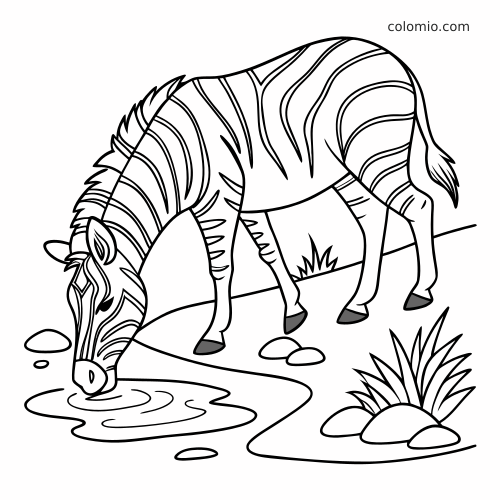 Un zèbre simple boit dans un petit point d’eau, près de quelques pierres et touffes d’herbe, avec des contours nets.