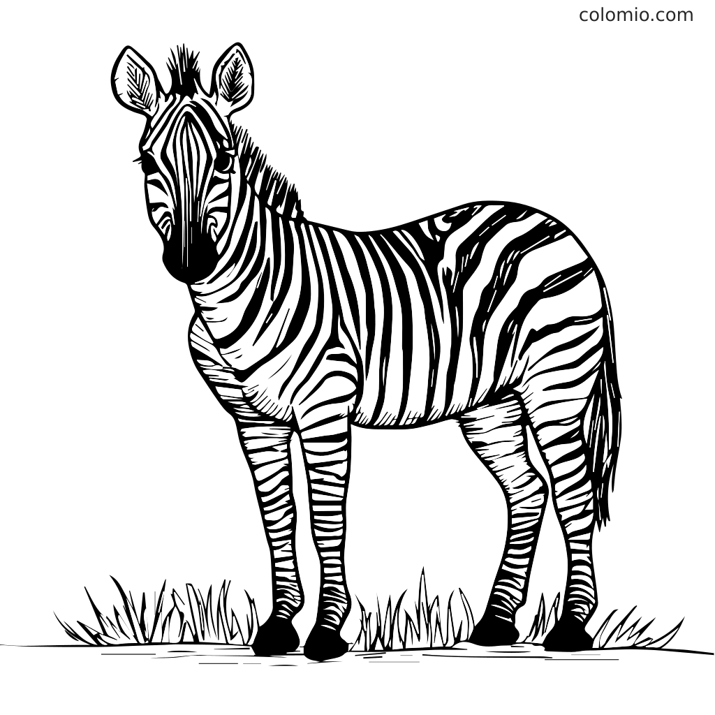 Um contorno preto e branco de uma zebra em pé na grama, perfeito para colorir.