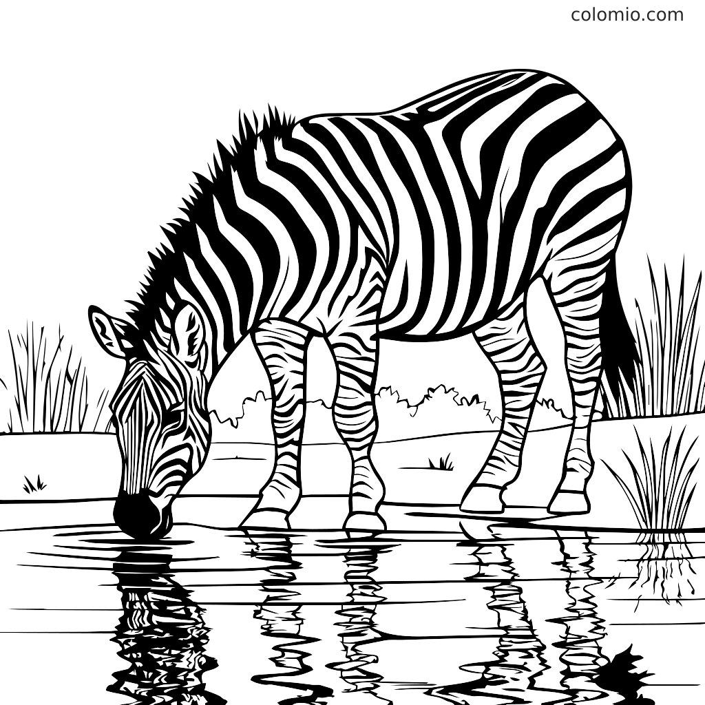 Zebra kumartuu juomaan vettä lammesta, ympärillä ruoho.