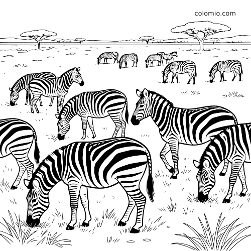 Une page de coloriage en noir et blanc montrant un troupeau de zèbres en train de brouter dans une savane ouverte avec des acacias.