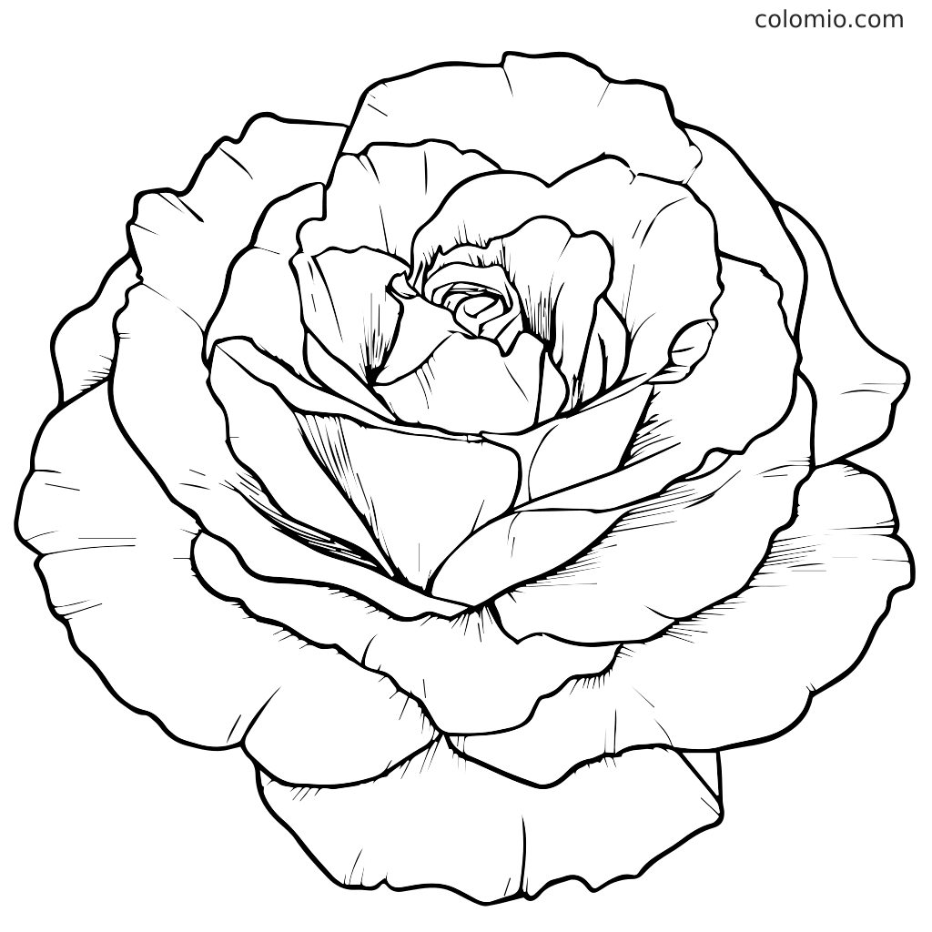 Een gedetailleerde lijntekening van een bloeiende roos, perfect om in te kleuren.