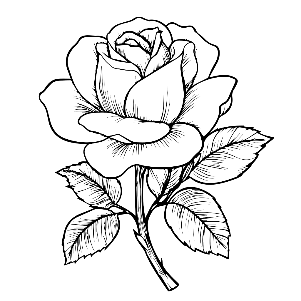 Un dessin au trait détaillé d'une rose avec des feuilles, parfait pour colorier.