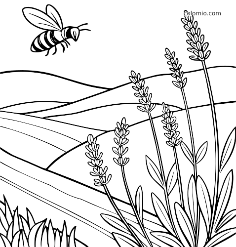 Arte em linha simples de um campo de lavanda na Provença, com colinas onduladas, hastes altas de lavanda e uma abelha voando acima.