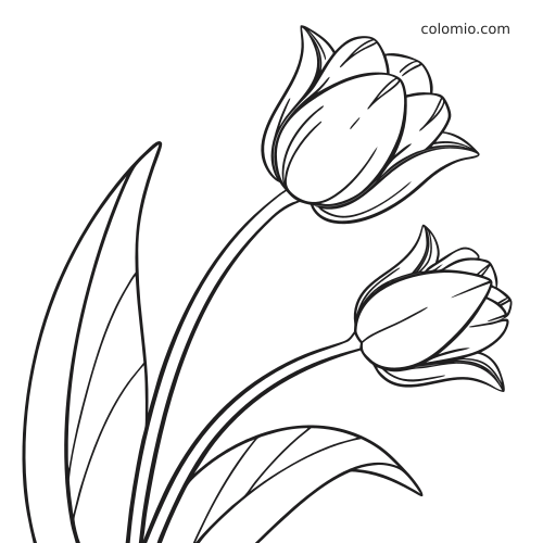 Two simple closed tulip buds on curved stems with long leaves, shown in clean black and white outline.