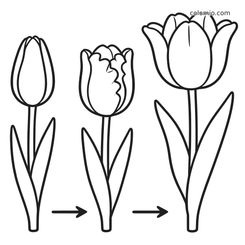 Black-and-white simple outline of a tulip shown in three blooming stages, from closed bud to open flower, with arrows.
