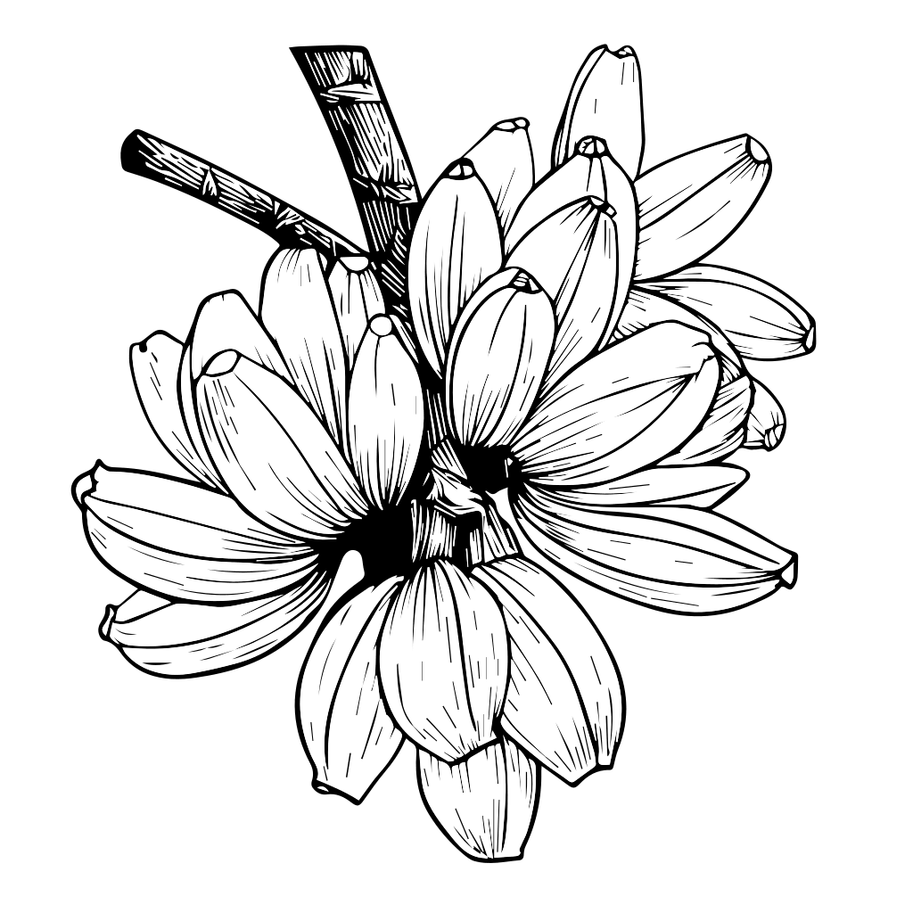 Un'illustrazione dettagliata in bianco e nero di fiori di banana pronta per essere colorata.
