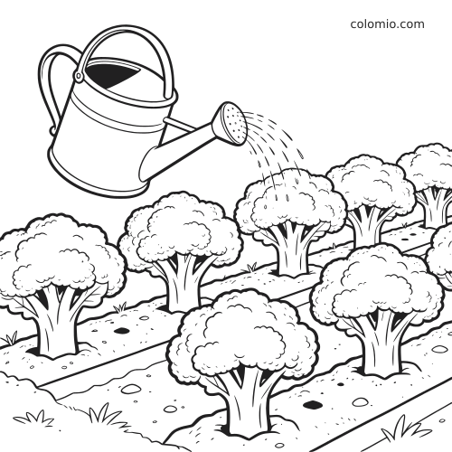 Un annaffiatoio versa acqua su piante di broccoli coltivate in filari ordinati nell’orto, in un semplice disegno in bianco e nero.